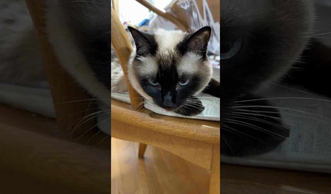 あくびが多いシャム猫のふくさん【たぬき猫】 #cat #しゃむねこ #猫のいる暮らし #猫好きさんと繋がりたい #ねこ #cutecat #cat