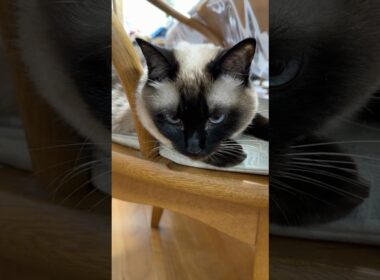 あくびが多いシャム猫のふくさん【たぬき猫】 #cat #しゃむねこ #猫のいる暮らし #猫好きさんと繋がりたい #ねこ #cutecat #cat