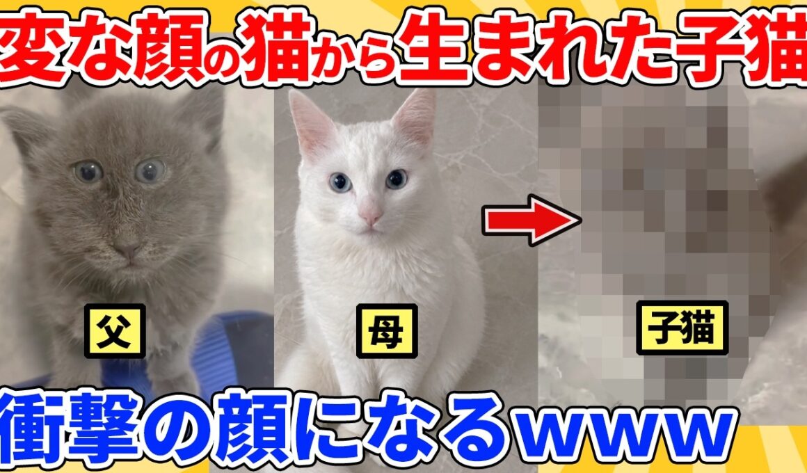 【2ch動物スレ】変な顔の猫から生まれた子猫→予想外の顔になるｗｗｗｗｗ