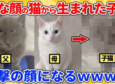 【2ch動物スレ】変な顔の猫から生まれた子猫→予想外の顔になるｗｗｗｗｗ