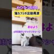 20260505メインクーンだけの【猫カフェの出勤風景】#cat #cooncat #mainecat #もふもふ
