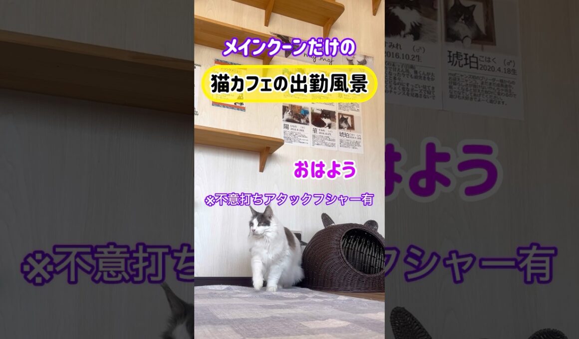 20260505メインクーンだけの【猫カフェの出勤風景】#cat #cooncat #mainecat #もふもふ