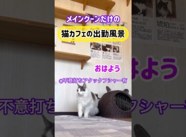20260505メインクーンだけの【猫カフェの出勤風景】#cat #cooncat #mainecat #もふもふ