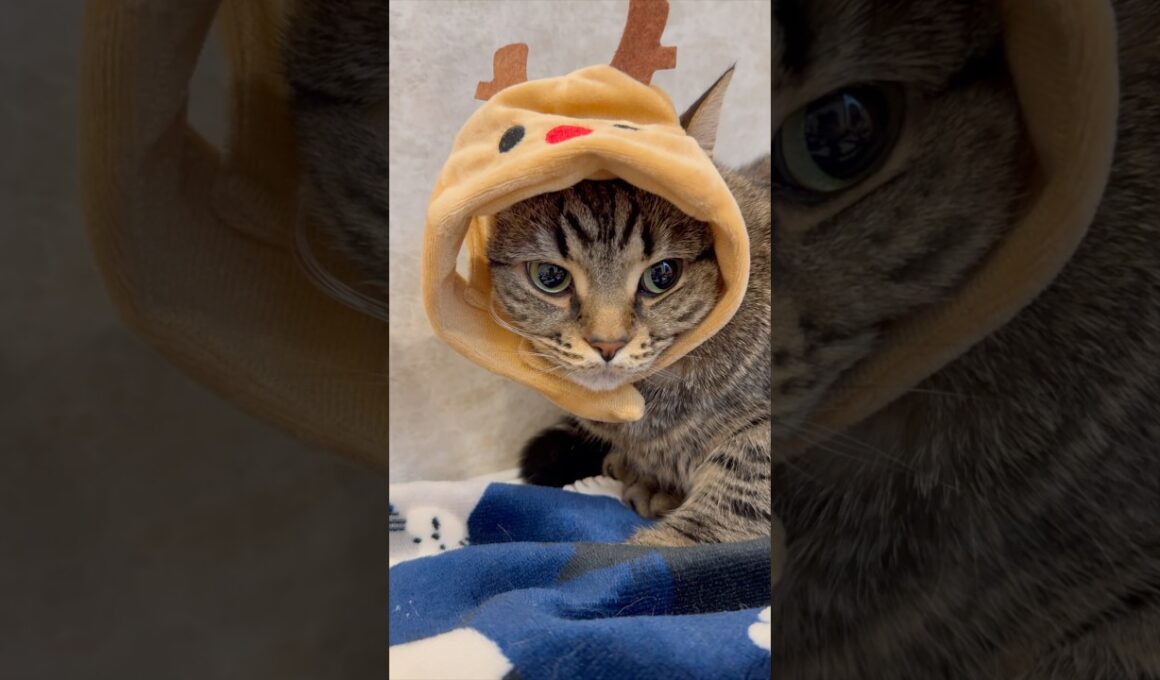 もふもふ猫たちと、親バカ飼主の日常...!! #cat #猫