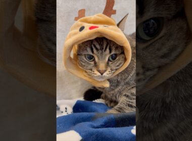 もふもふ猫たちと、親バカ飼主の日常...!! #cat #猫