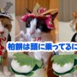 こどもの日に柏餅を高速モミモミで作るスノーシュー猫 Snowshoe cat making kashiwa mochi on Children's Day