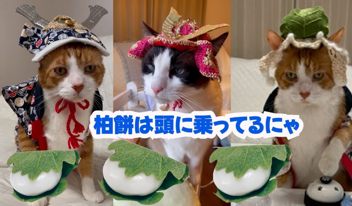こどもの日に柏餅を高速モミモミで作るスノーシュー猫 Snowshoe cat making kashiwa mochi on Children's Day