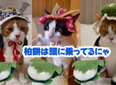 こどもの日に柏餅を高速モミモミで作るスノーシュー猫 Snowshoe cat making kashiwa mochi on Children's Day