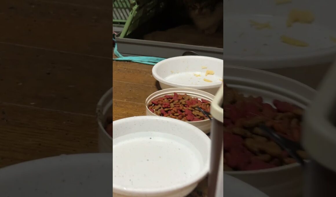 シャム猫のパンダ。新入りのキジシロの子ネコを見つめまくる