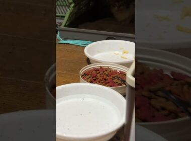 シャム猫のパンダ。新入りのキジシロの子ネコを見つめまくる
