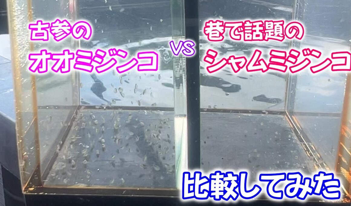 【めだか】巷で話題のシャムミジンコをゲットしたのでオオミジンコと比較してみた。　Ｂ型おやじ　2026年　5月　5日　投稿