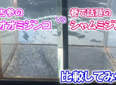 【めだか】巷で話題のシャムミジンコをゲットしたのでオオミジンコと比較してみた。　Ｂ型おやじ　2026年　5月　5日　投稿
