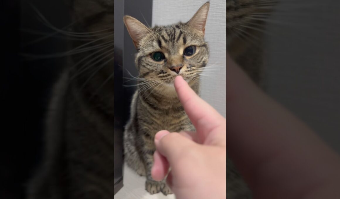 甘えん坊なﾌﾟﾁたぬきと、職人なパパwww #cat #猫