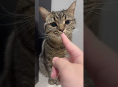 甘えん坊なﾌﾟﾁたぬきと、職人なパパwww #cat #猫