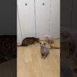 動画回したら遊ばなくなる猫たち【スフィンクス・ベンガル】