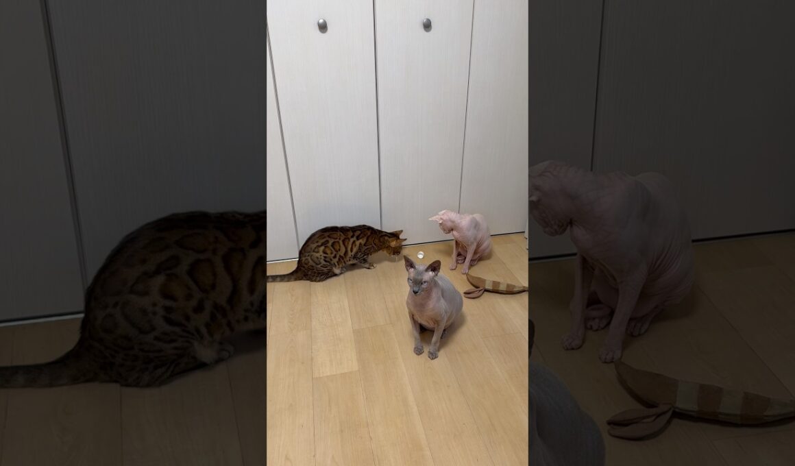 動画回したら遊ばなくなる猫たち【スフィンクス・ベンガル】
