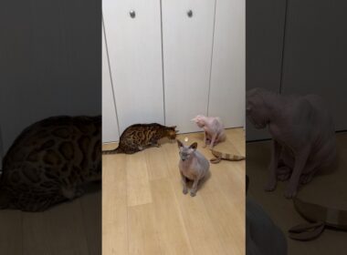 動画回したら遊ばなくなる猫たち【スフィンクス・ベンガル】