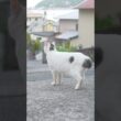 チャー君！お腹空いたね！ついておいでよ！ご飯食べようね！#熱海 #保護猫 #野良猫  #伊豆  #ねこのいる暮らし #ジャパニーズボブテイル