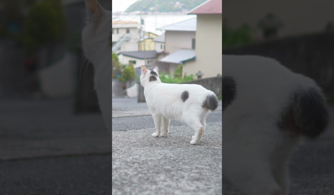 チャー君！お腹空いたね！ついておいでよ！ご飯食べようね！#熱海 #保護猫 #野良猫  #伊豆  #ねこのいる暮らし #ジャパニーズボブテイル