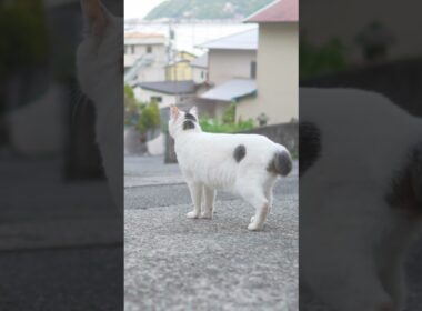 チャー君！お腹空いたね！ついておいでよ！ご飯食べようね！#熱海 #保護猫 #野良猫  #伊豆  #ねこのいる暮らし #ジャパニーズボブテイル