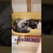 トイレで寝る子猫さん兄弟#ノルウェージャンフォレストキャット #norwegianforestcat