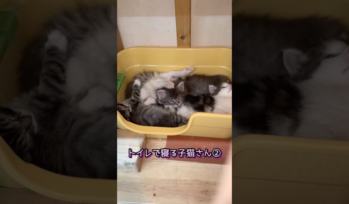 トイレで寝る子猫さん兄弟#ノルウェージャンフォレストキャット #norwegianforestcat