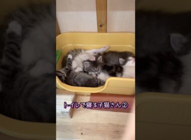 トイレで寝る子猫さん兄弟#ノルウェージャンフォレストキャット #norwegianforestcat