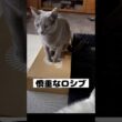 ロシアンブルー | シャクティマットと猫 | Russian Blue cat