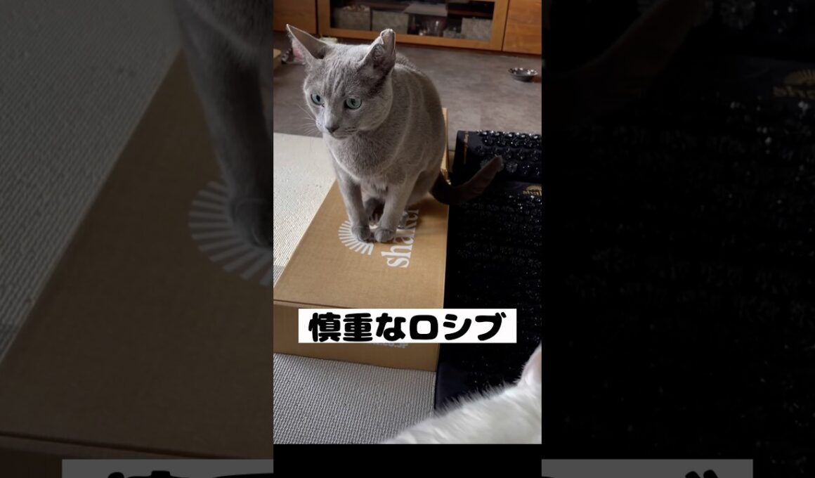 ロシアンブルー | シャクティマットと猫 | Russian Blue cat