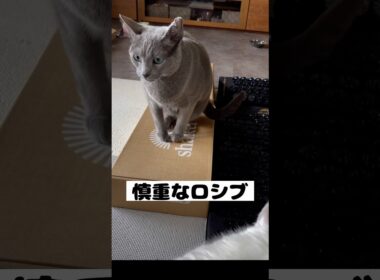 ロシアンブルー | シャクティマットと猫 | Russian Blue cat