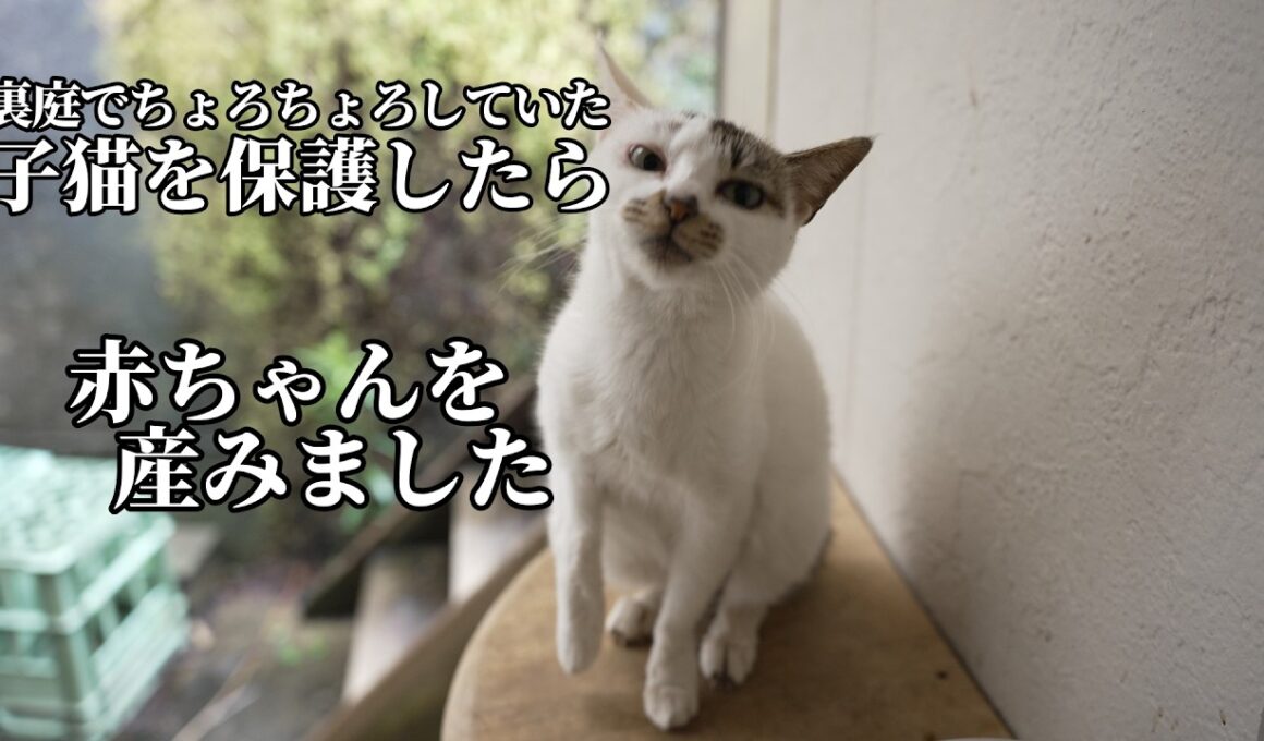 【子猫を保護したら】1ヶ月後に出産したお話