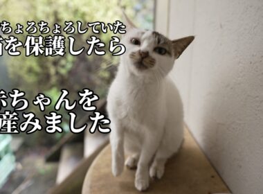 【子猫を保護したら】1ヶ月後に出産したお話