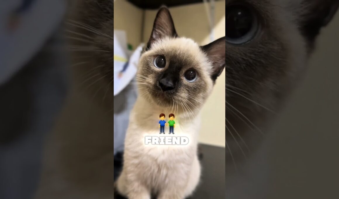 Top 5 Friendliest Cat Breeds in the World (Number 1 Acts Like a Dog 😻)
