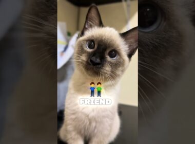 Top 5 Friendliest Cat Breeds in the World (Number 1 Acts Like a Dog 😻)