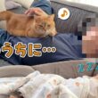 赤ちゃんが寝ている隙に飼い主に甘える猫が可愛すぎる！