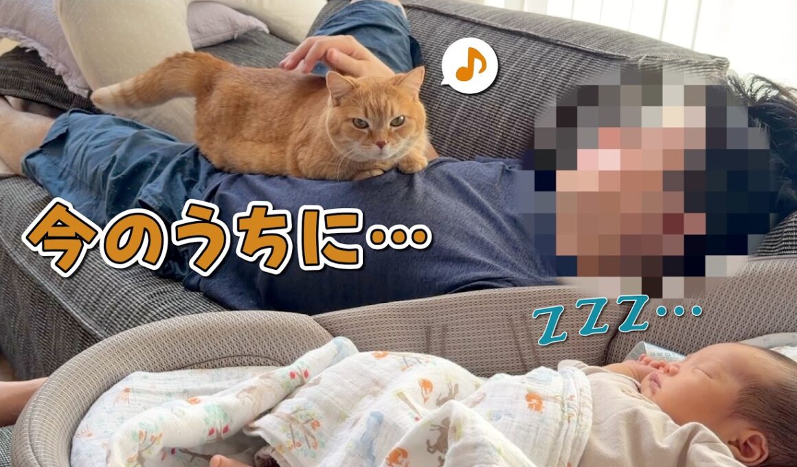 赤ちゃんが寝ている隙に飼い主に甘える猫が可愛すぎる！