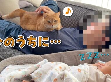 赤ちゃんが寝ている隙に飼い主に甘える猫が可愛すぎる！