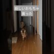 0.5秒で狩猟モード入った猫🐈｜トイガー&ラグドール　#トイガー #ラグドール #catshorts　#猫のいる暮らし #catfunny #大型猫　#猫のおもちゃ