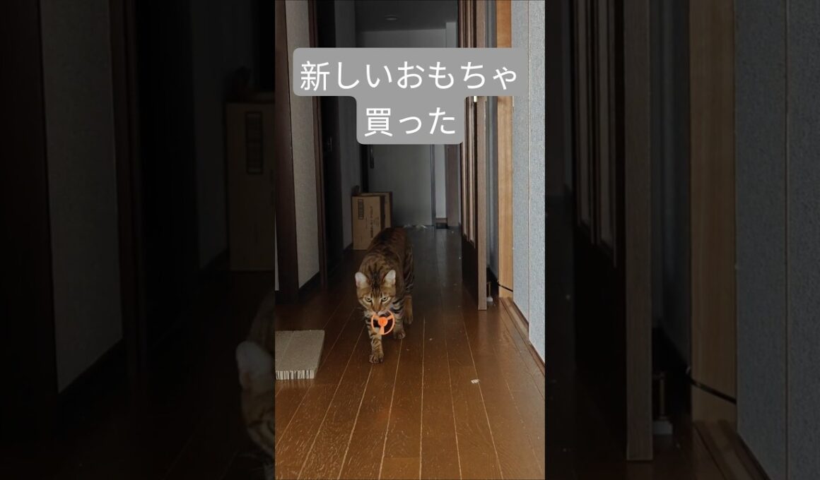 0.5秒で狩猟モード入った猫🐈｜トイガー&ラグドール　#トイガー #ラグドール #catshorts　#猫のいる暮らし #catfunny #大型猫　#猫のおもちゃ