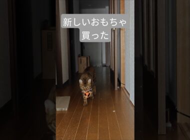 0.5秒で狩猟モード入った猫🐈｜トイガー&ラグドール　#トイガー #ラグドール #catshorts　#猫のいる暮らし #catfunny #大型猫　#猫のおもちゃ