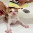 可愛い茶白の子猫をシャンプーしました  I gave the cute brown and white kitten a bath.