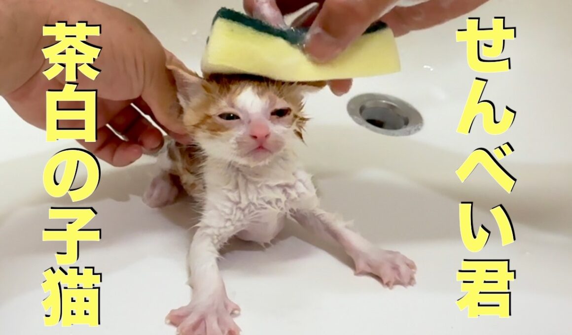 可愛い茶白の子猫をシャンプーしました  I gave the cute brown and white kitten a bath.