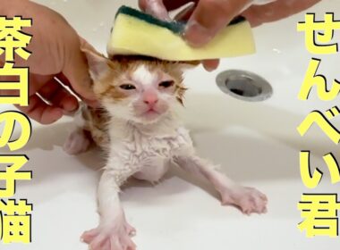 可愛い茶白の子猫をシャンプーしました  I gave the cute brown and white kitten a bath.