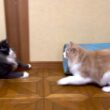 【仲良し⁉︎】追いかけっこを楽しむ、歳の差５さいのふたり💕ノルウェージャンフォレストキャットとターキッシュアンゴラ