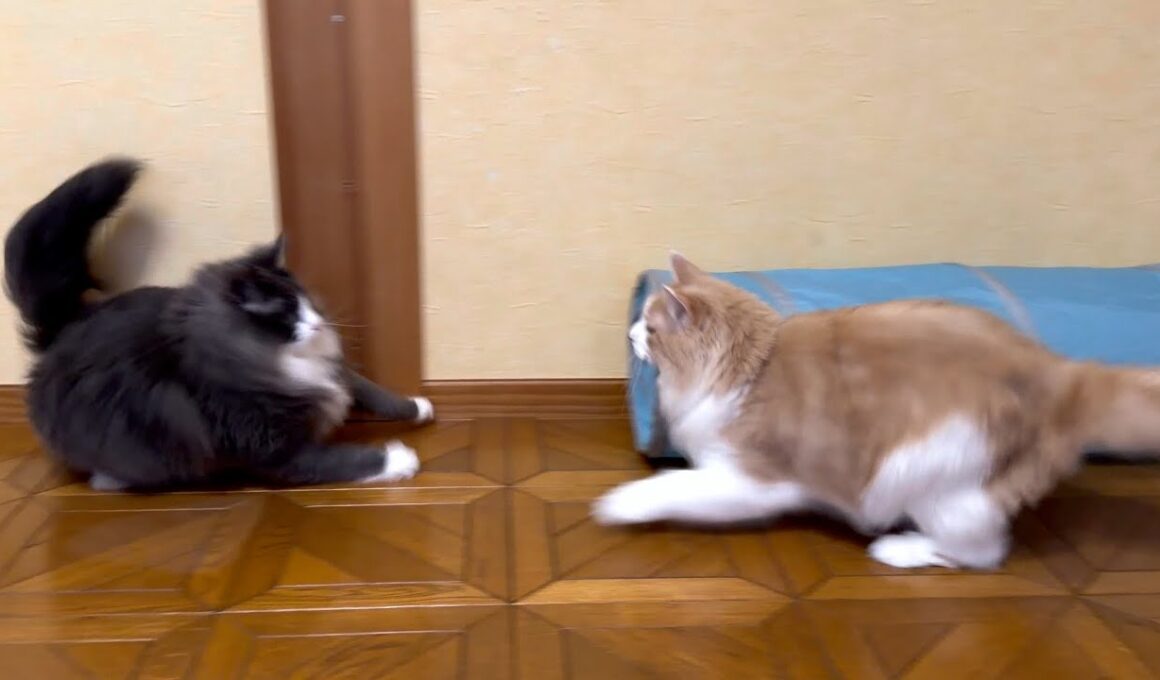 【仲良し⁉︎】追いかけっこを楽しむ、歳の差５さいのふたり💕ノルウェージャンフォレストキャットとターキッシュアンゴラ