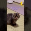 寝る前の毛づくろい #猫のいる暮らし #cat #スクーカム #shorts