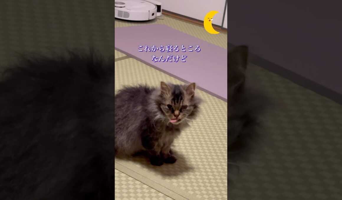 寝る前の毛づくろい #猫のいる暮らし #cat #スクーカム #shorts