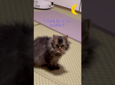 寝る前の毛づくろい #猫のいる暮らし #cat #スクーカム #shorts