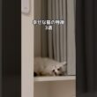 当てはまった？🤭💞#shorts #猫 #cat #ラグドール #猫のいる暮らし