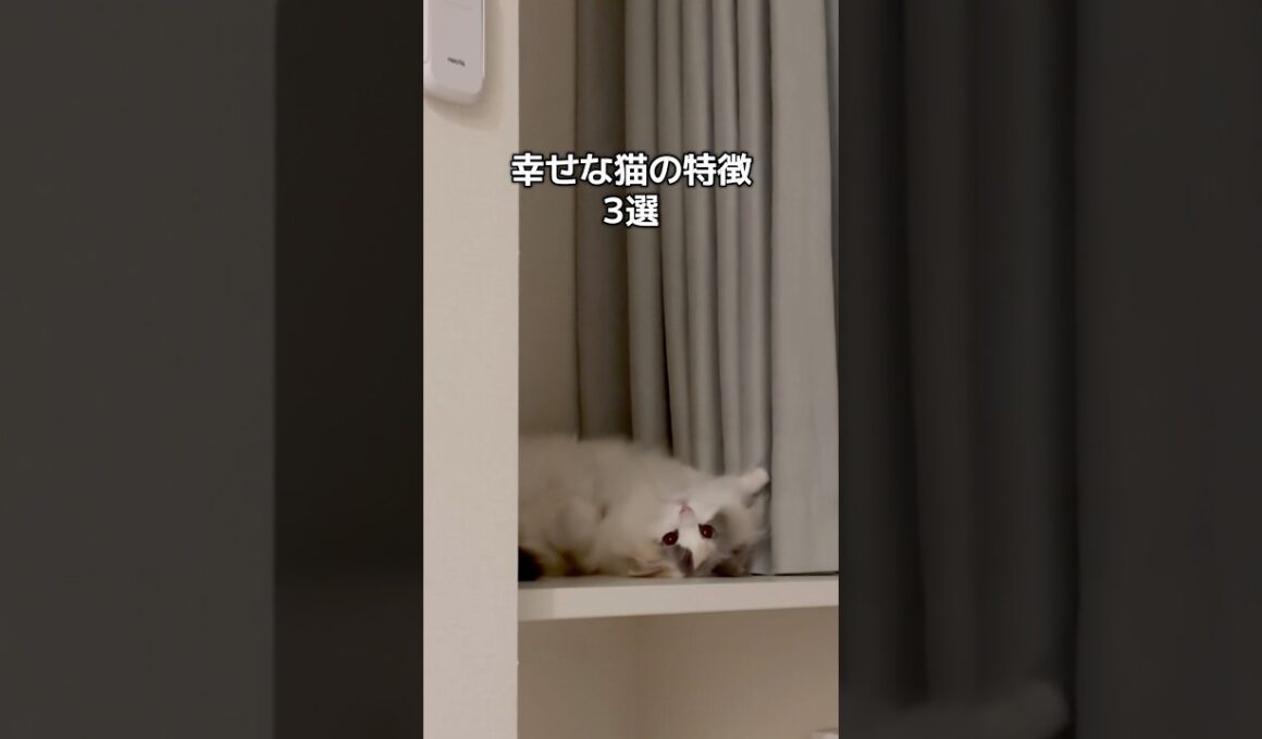 当てはまった？🤭💞#shorts #猫 #cat #ラグドール #猫のいる暮らし